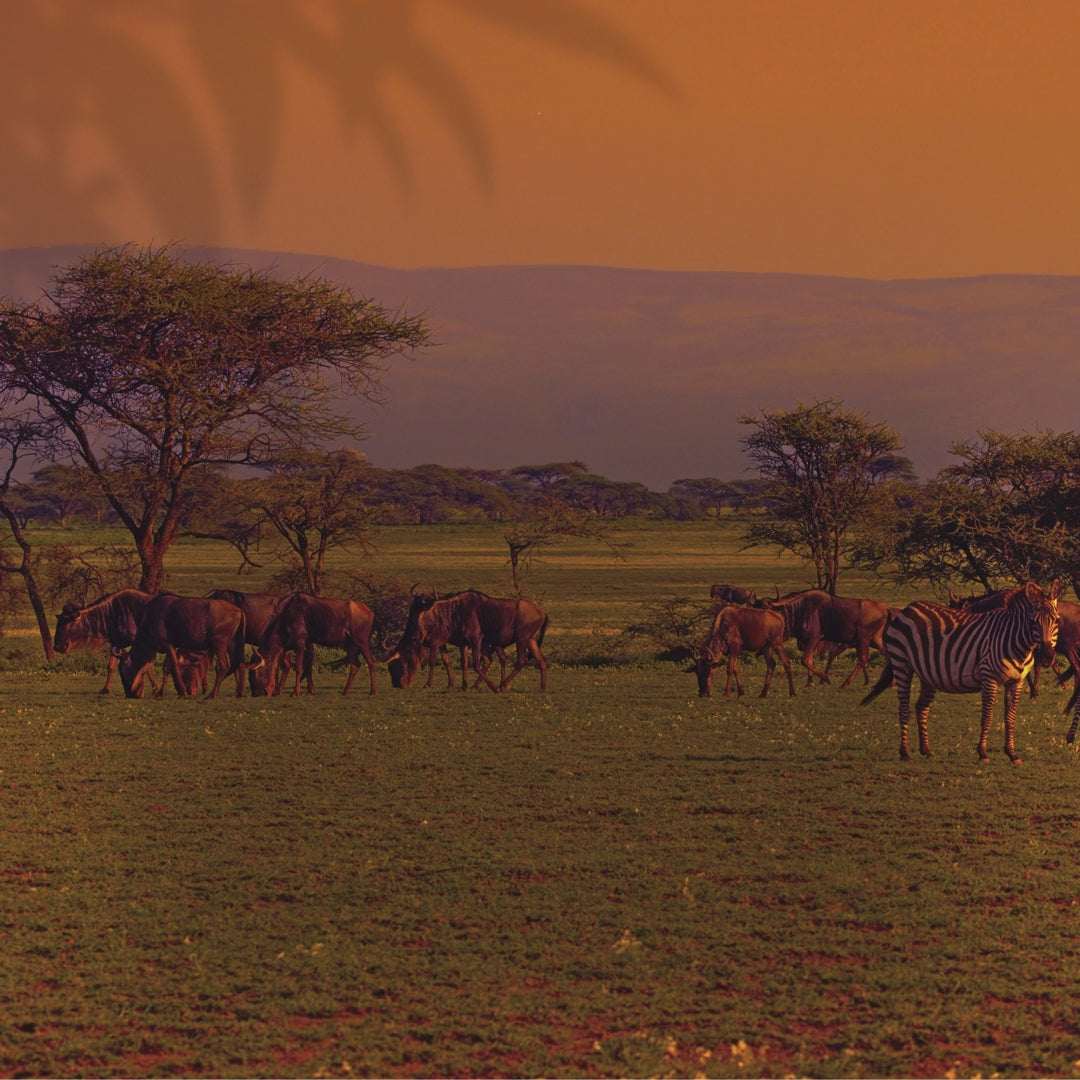Lion King Party Bundle: Plates, Napkins & Tablecloth - Effortless Fun!
